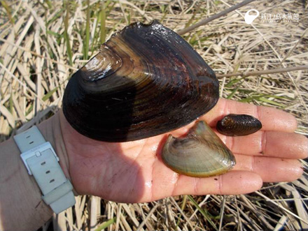 調査でとれた最小サイズ（幼貝）左から イケチョウガイ、カラスガイ、ヨコハマシジラガイ