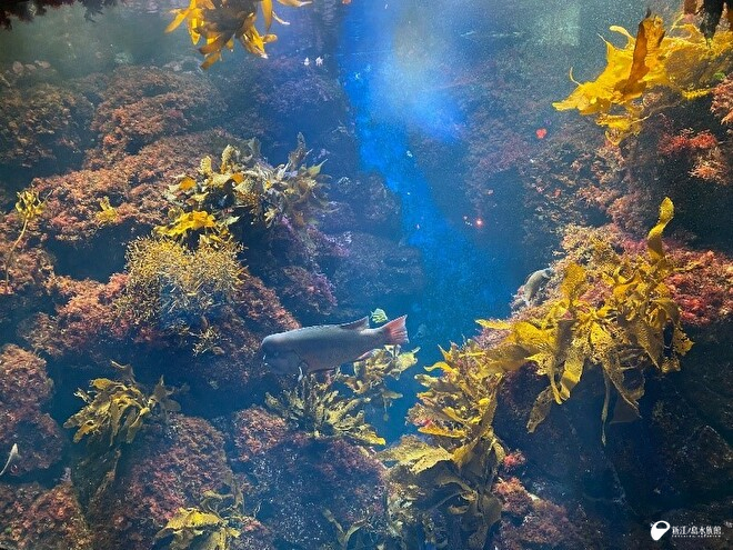 かつての相模湾の再現（新江ノ島水族館の岩礁水槽より）