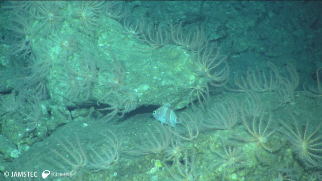 ウデボソヒトデの群れるようすとアズマハナダイ