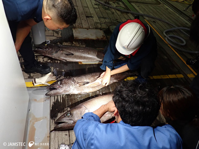 一晩に3匹釣れたバラムツ