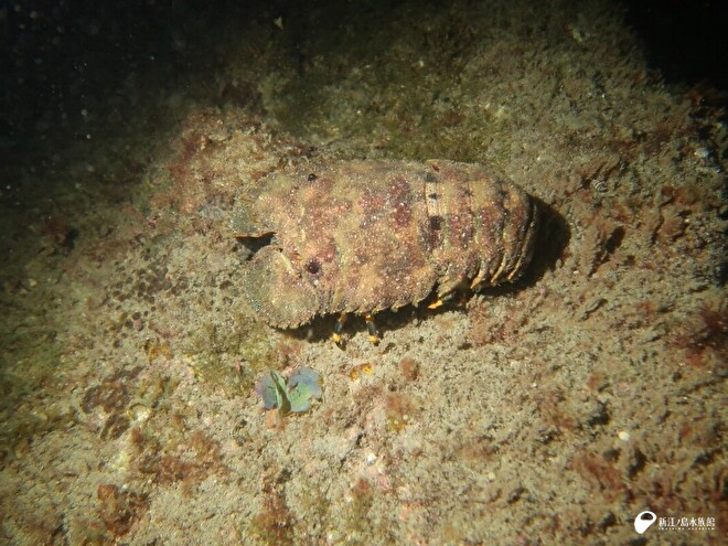 夜活発に活動しているゾウリエビ