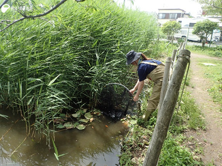 藤沢メダカ調査（採集班）