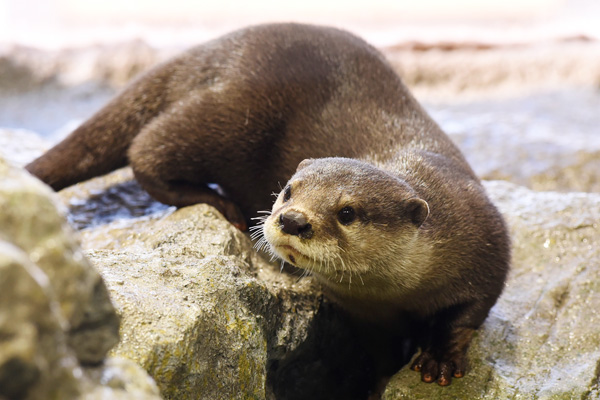 コツメカワウソ