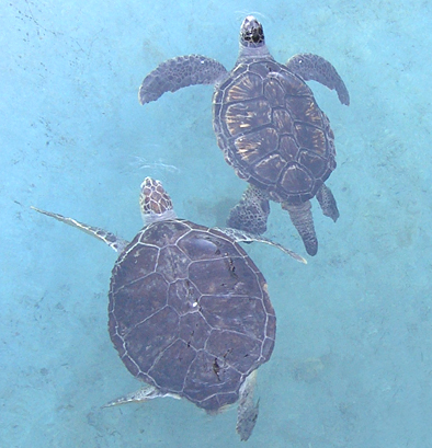 11　海龜的海濱