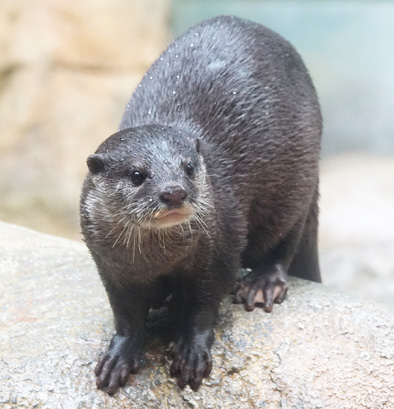 River Otter