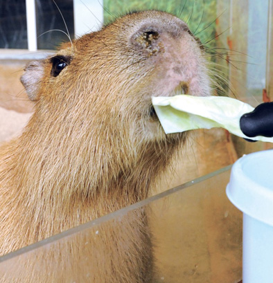 水豚餵養