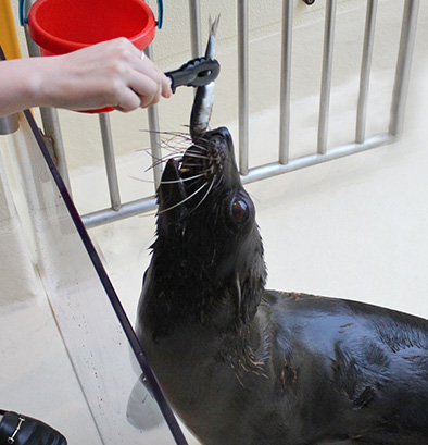 Sea lion feeding