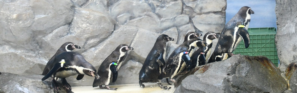 Enoshima Aquarium