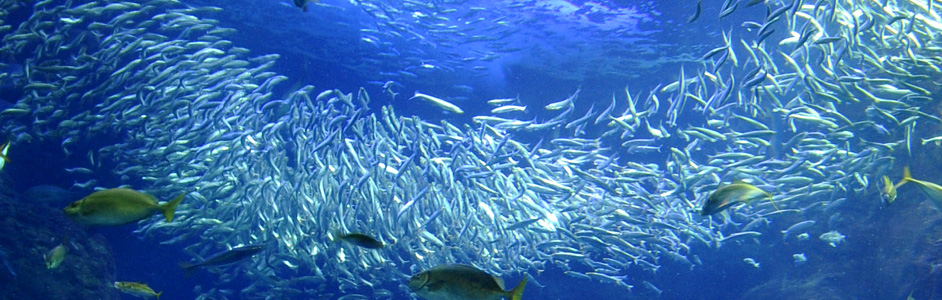 Enoshima Aquarium