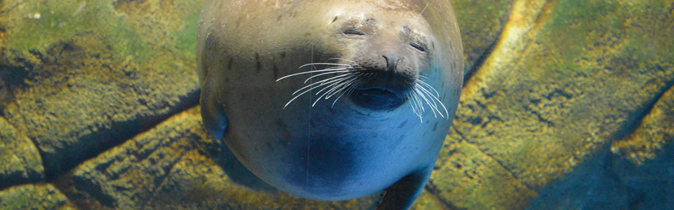 Enoshima Aquarium