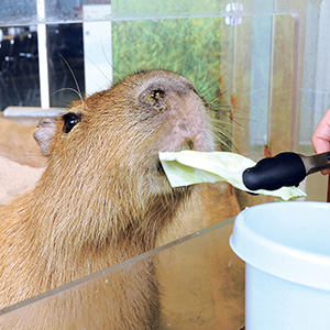 カピバラにごはん